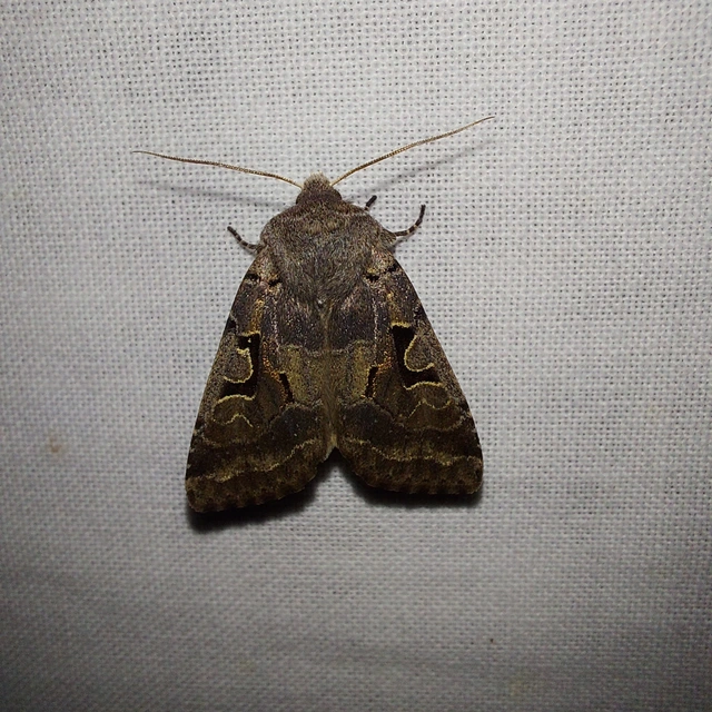 Orthosia gothica - feketefoltos barkabagoly