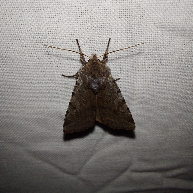Cerastis rubricosa - vörhenyes tavaszibagoly