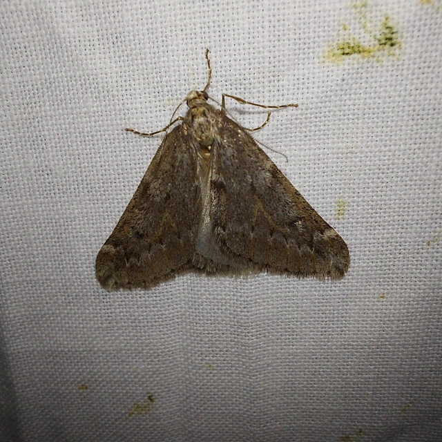 Alsophila aescularia - vadgesztenye-araszoló