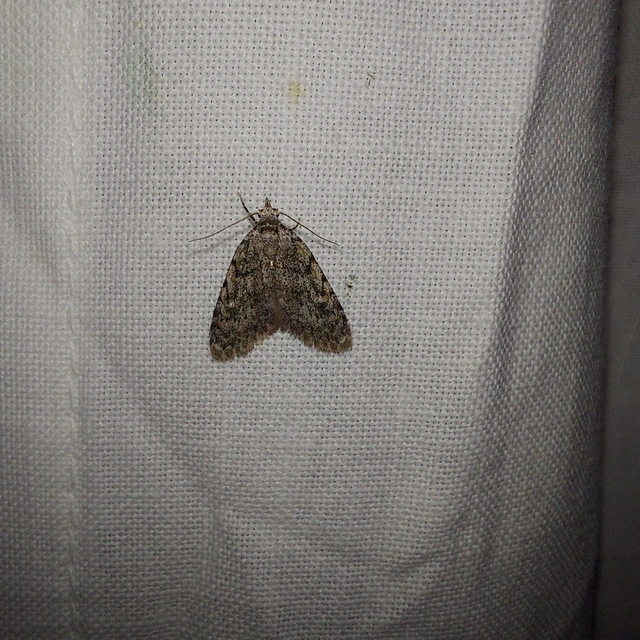 Nola cicatricalis - szürke pamacsosszövő