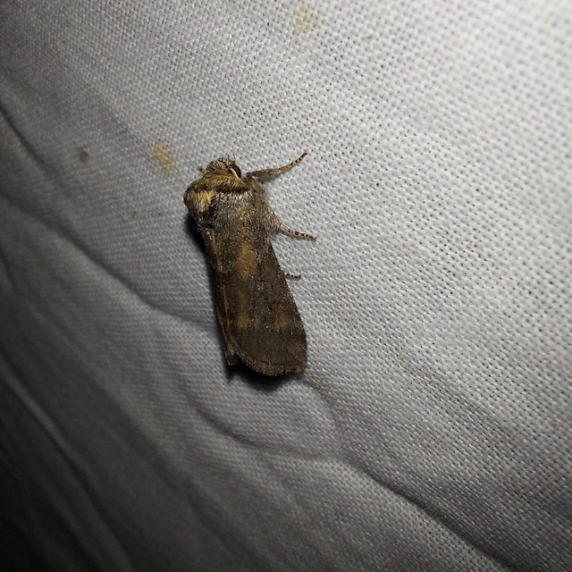 Asphalia ruficollis - vörösnyakú pihésszövő