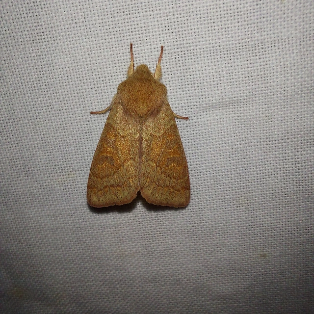 Orthosia miniosa - sárgás barkabagoly