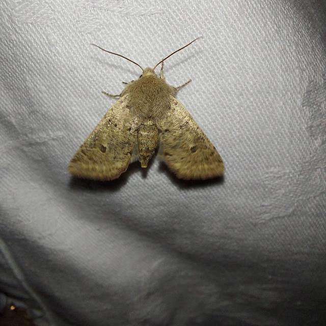Orthosia cruda - kis barkabagoly