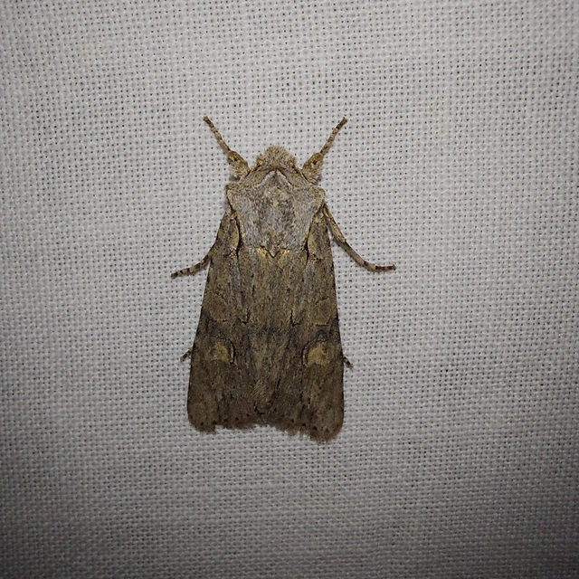 Lithophane ornitopus - közönséges fabagoly