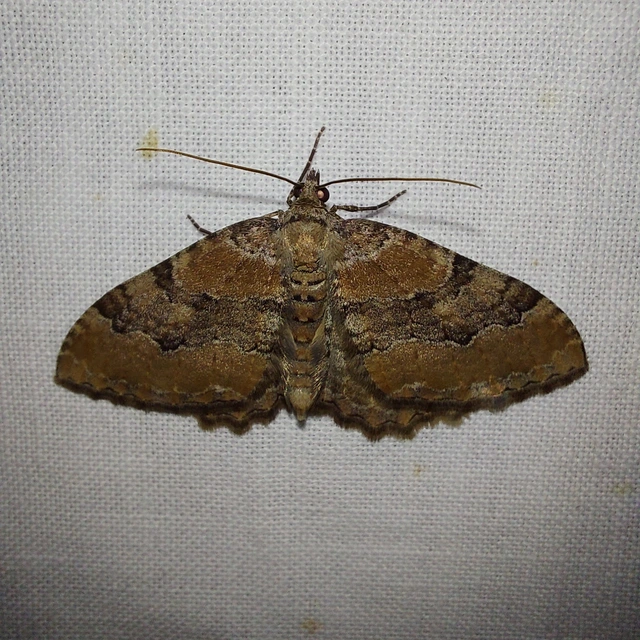 Hydria cervinalis - őzbarna araszoló