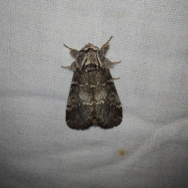 Drymonia ruficornis - cserfa-púposszövő