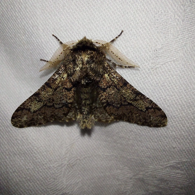 Biston strataria - barnapettyes araszoló