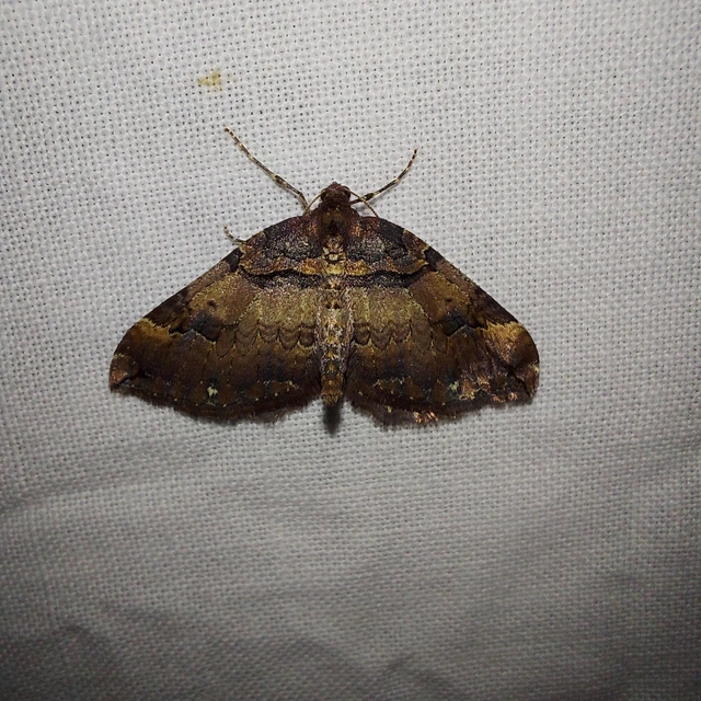 Earophila badiata - csipkerózsa-araszoló
