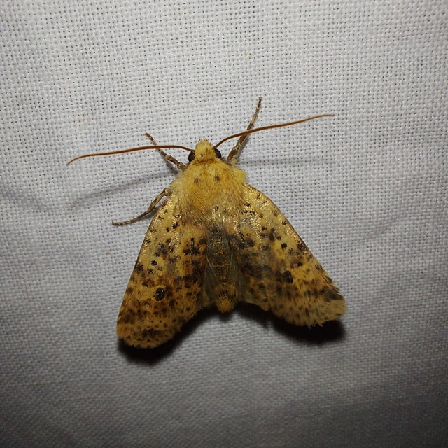 Conistra rubiginea - vörös őszibagoly