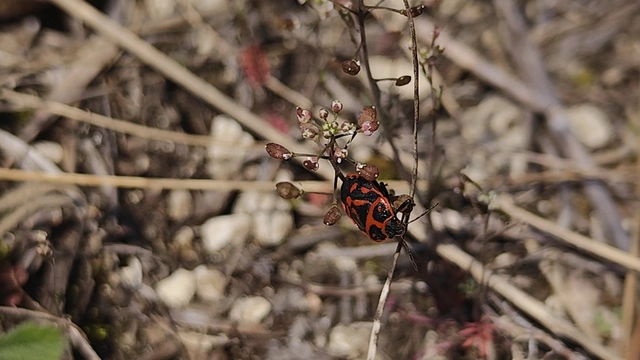 Eurydema fieberi - keresztespoloska
