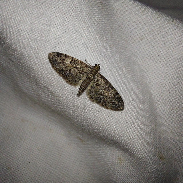 Eupithecia dodoneata - tölgy-törpearaszoló