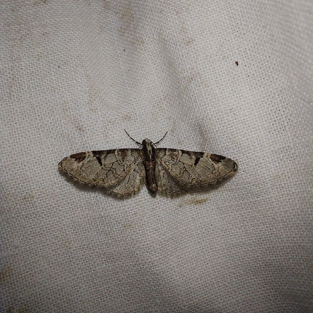 Eupithecia insigniata - hálózatos törpearaszoló