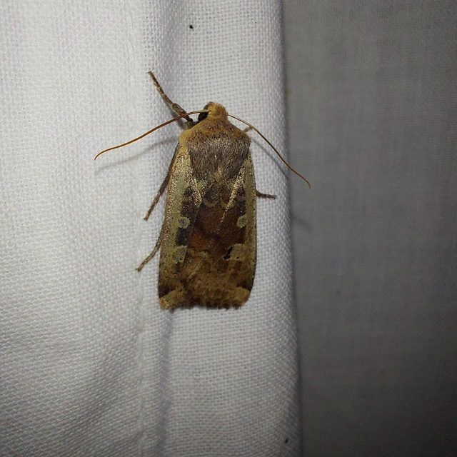 Conistra erythrocephala - vörösfejű őszibagoly