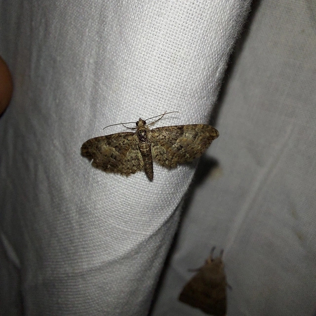 Eupithecia abbreviata - korai törpearaszoló