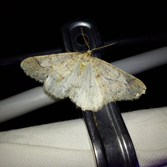Agriopis marginaria - sárgás téliaraszoló