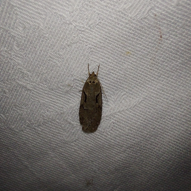 Semioscopis steinkellneriana - levélszövő laposmoly