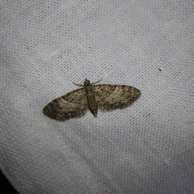 Eupithecia dodoneata - tölgy-törpearaszoló