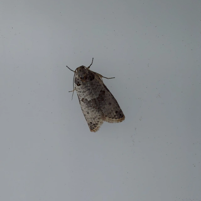 Pseudeulia asinana - korai sodrómoly