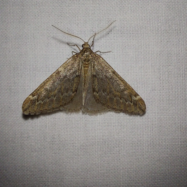 Alsophila aescularia - vadgesztenye-araszoló