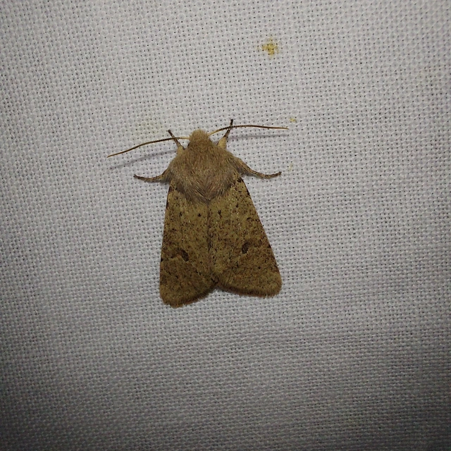 Orthosia cruda - kis barkabagoly
