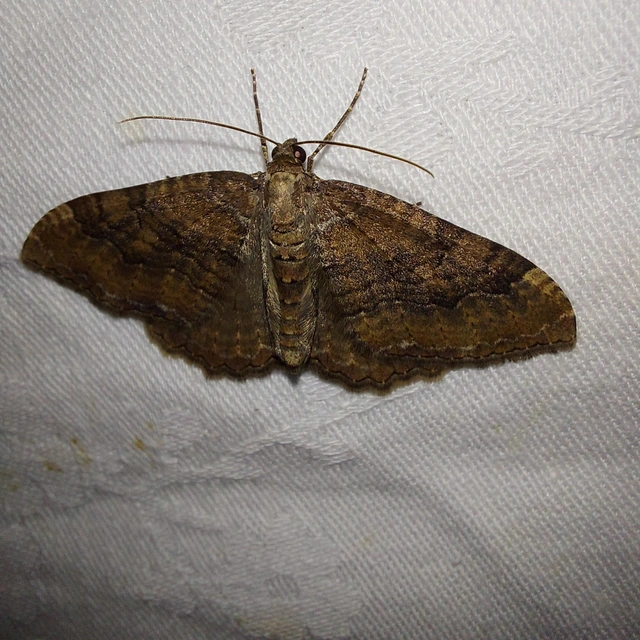 Hydria cervinalis - őzbarna araszoló