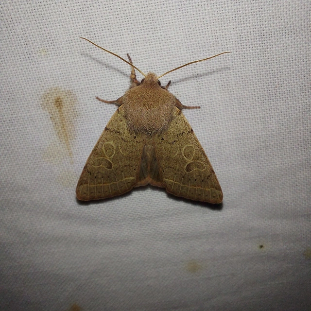 Orthosia cerasi - közepes barkabagoly