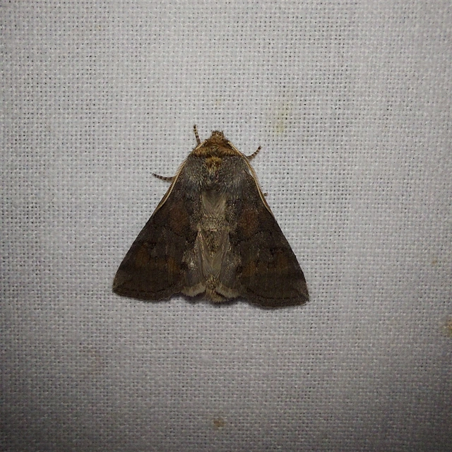 Asphalia ruficollis - vörösnyakú pihésszövő