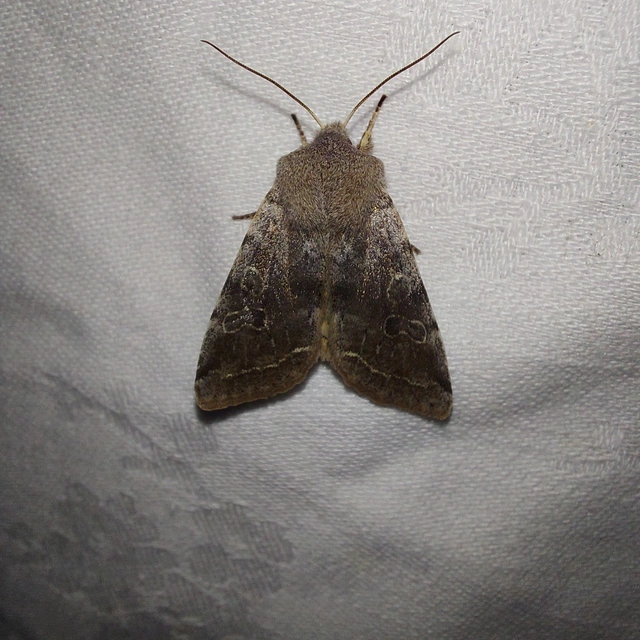 Orthosia incerta - változékony barkabagoly