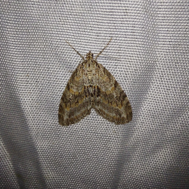 Trichopteryx polycommata - kőrisfa-lebenyesaraszoló