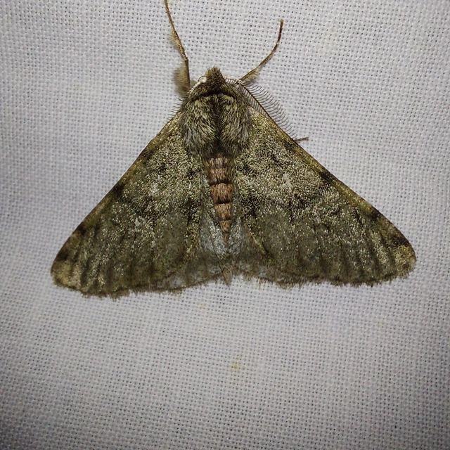 Apocheima pilosaria - zöldes tavasziaraszoló