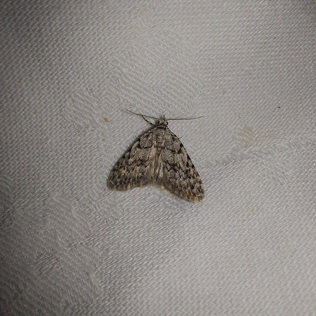 Nola cicatricalis - szürke pamacsosszövő