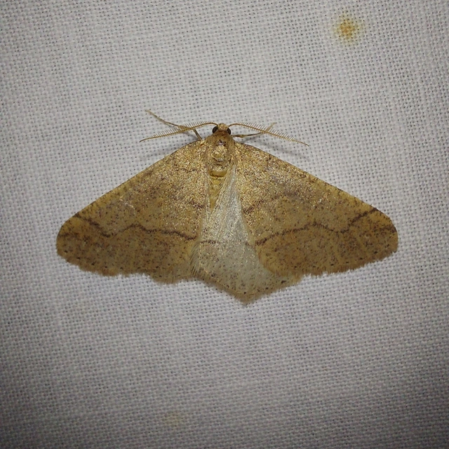 Agriopis marginaria - sárgás téliaraszoló