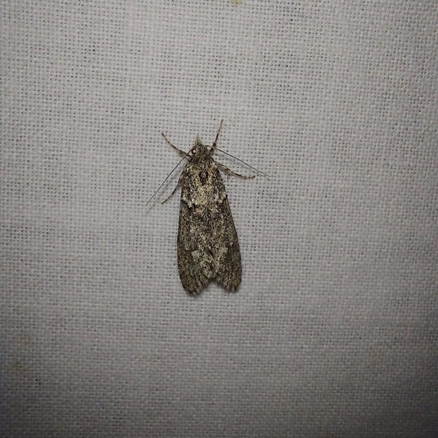 Diurnea fagella - szürke tavaszimoly