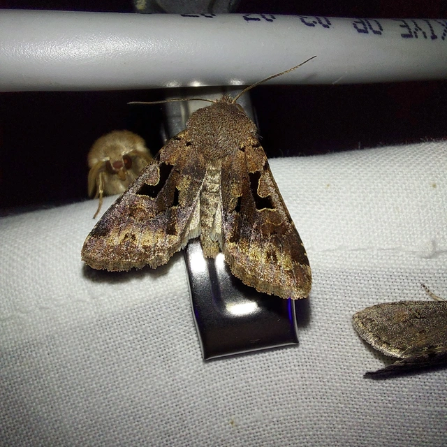 Orthosia gothica - feketefoltos barkabagoly