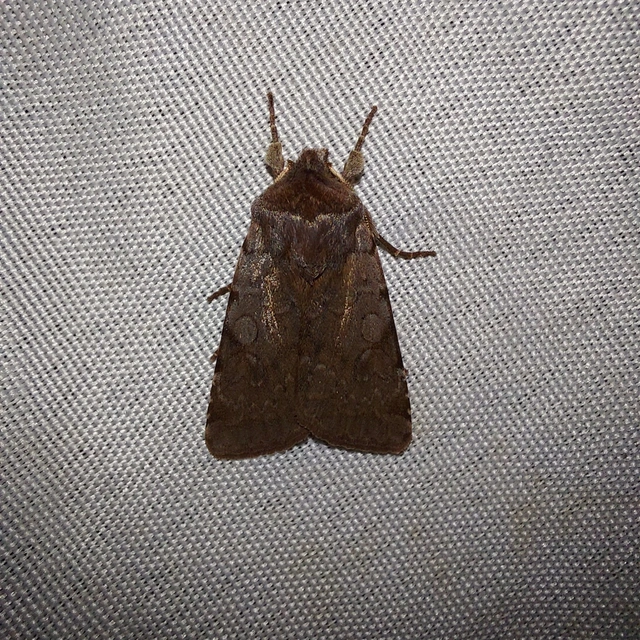 Cerastis rubricosa - vörhenyes tavaszibagoly