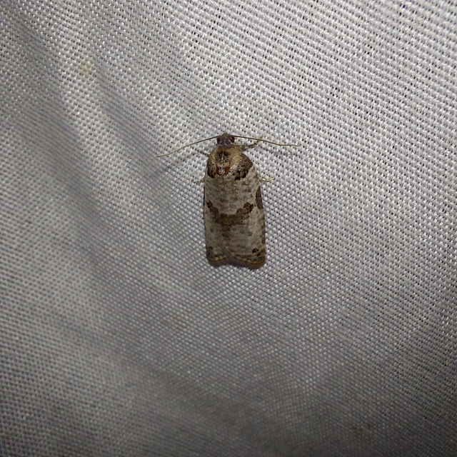 Pseudeulia asinana - korai sodrómoly