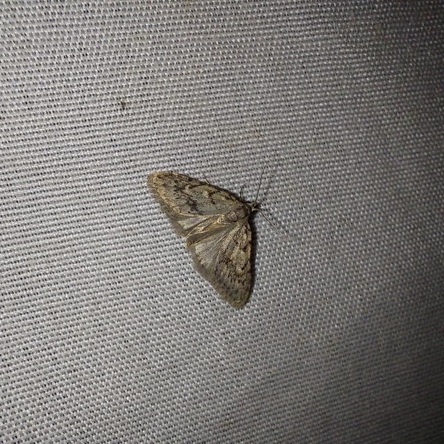 Nola cicatricalis - szürke pamacsosszövő