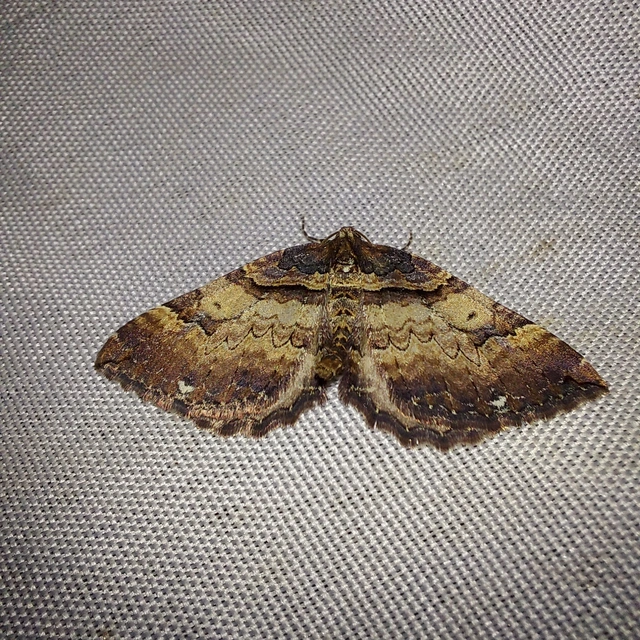 Earophila badiata - csipkerózsa-araszoló