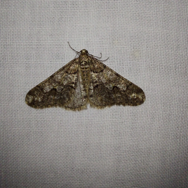 Agriopis leucophaearia - tölgy-tavasziaraszoló