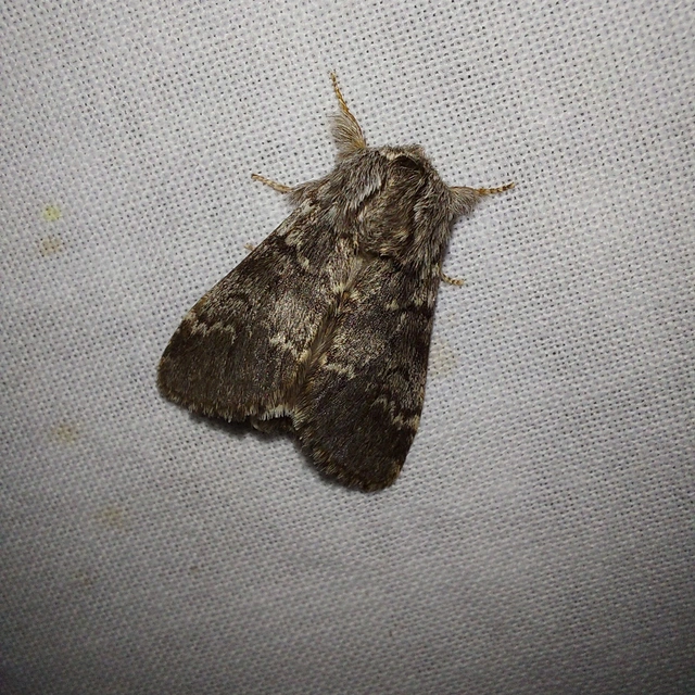 Drymonia ruficornis - cserfa-púposszövő