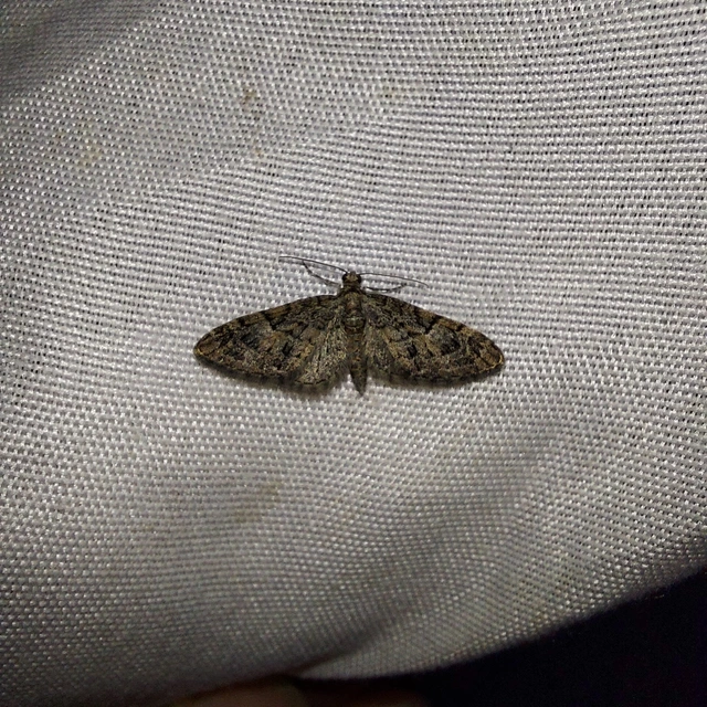 Eupithecia abbreviata - korai törpearaszoló