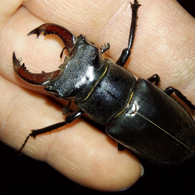 Lucanus cervus - nagy szarvasbogár
