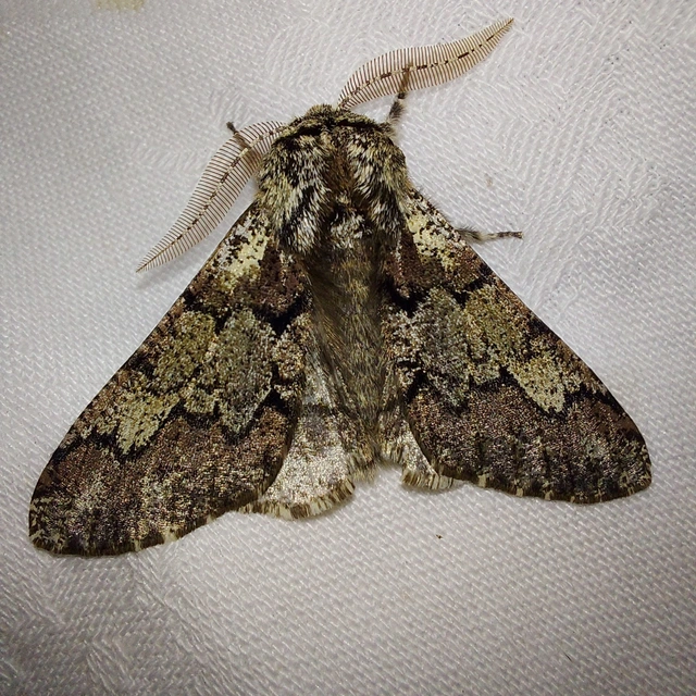 Biston strataria - barnapettyes araszoló