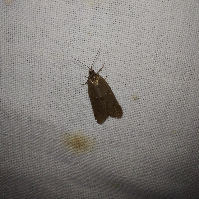 Tortricodes alternella - tavaszi sodrómoly