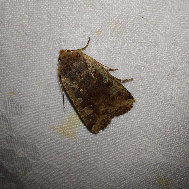 Conistra erythrocephala - vörösfejű őszibagoly