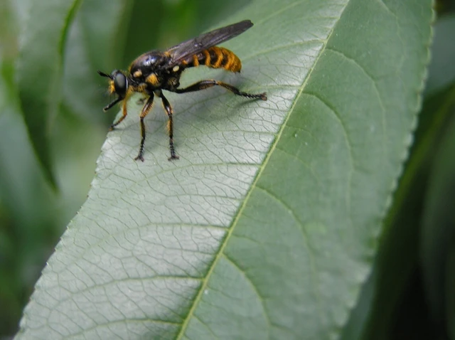 Choerades fimbriata/fulva