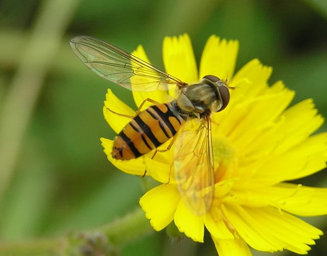 Episyrphus balteatus - ékfoltos zengőlégy