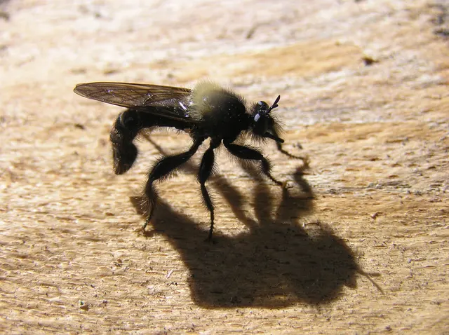 Laphria ephippium