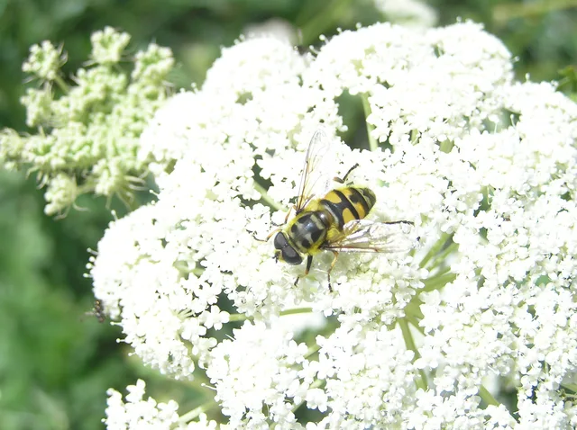 Myathropa florea - halálfejes odúlégy