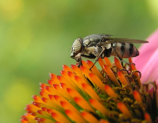 Stomorhina lunata - sáskaparazita légy